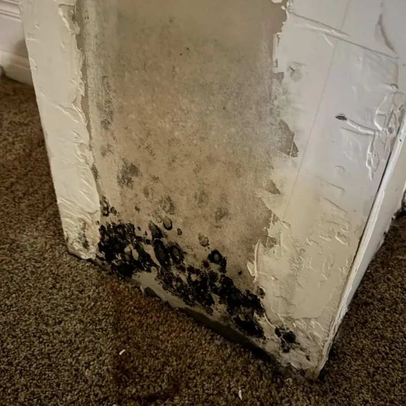 Professional Mold Removal in New Whiteland, IN